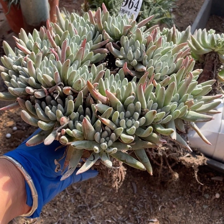 盛**华964号雪花多肉植物