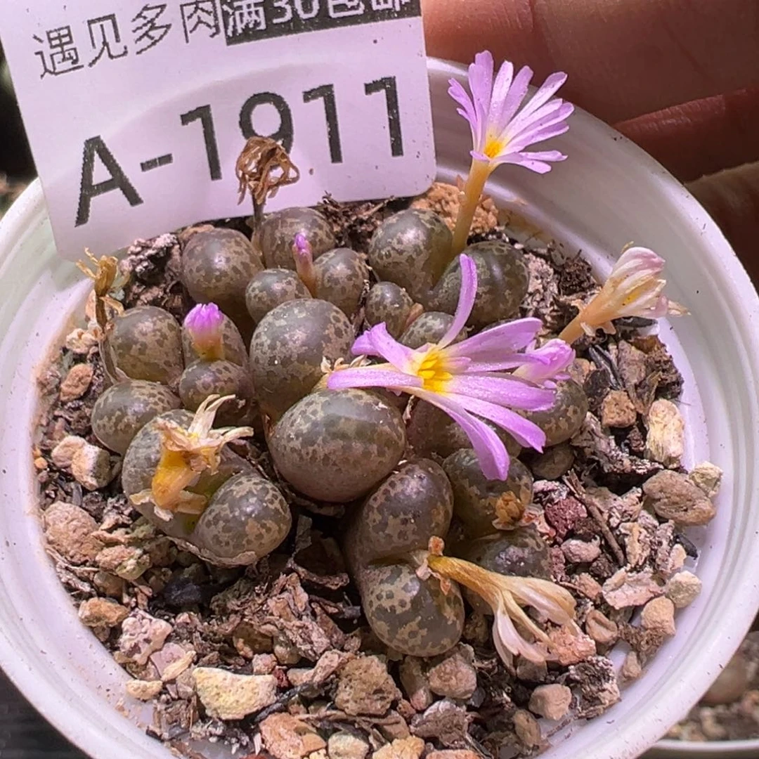 多肉植物？11111111111
