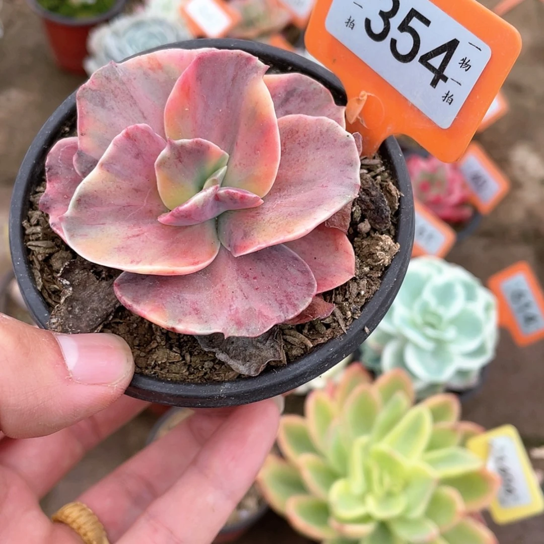 【闪购商品】354号