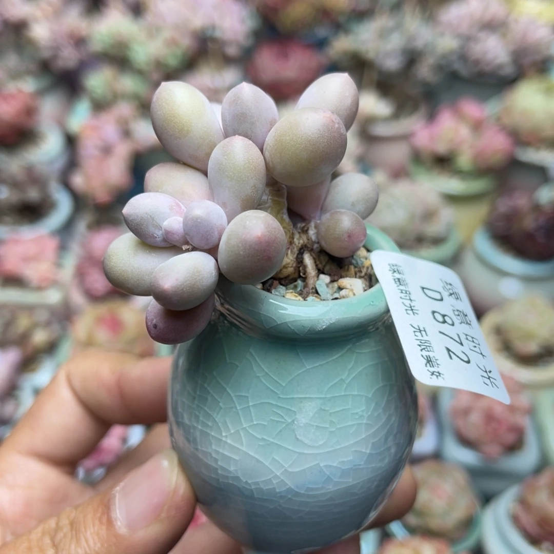 872 苹果奶  带盆土发货 满28包邮 没覆盆