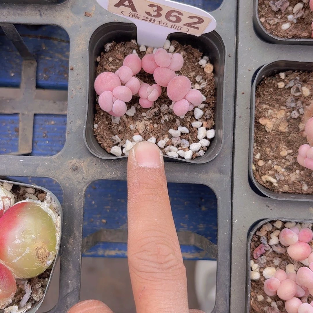 向*仙A362糖果桃蛋一物一拍