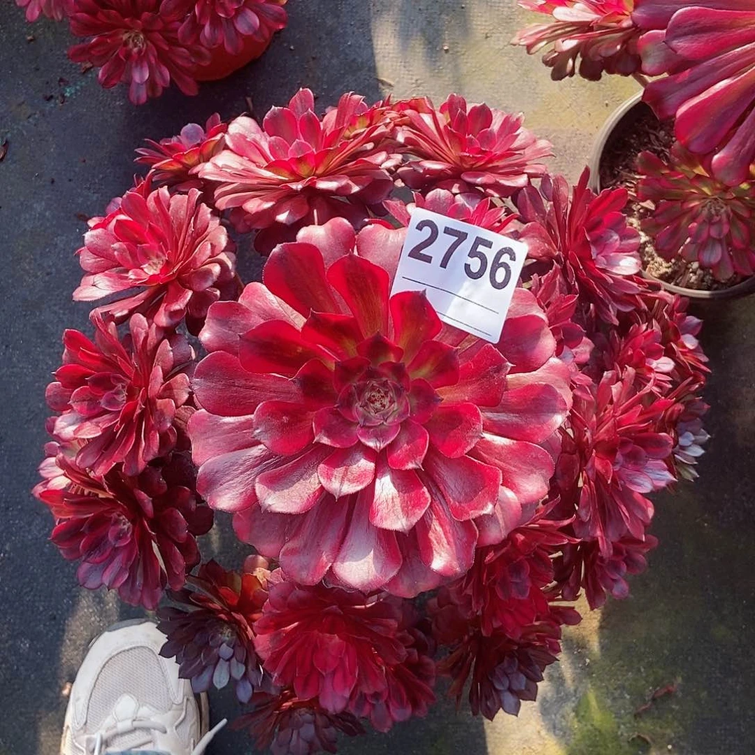 红陶2756美肌4多肉