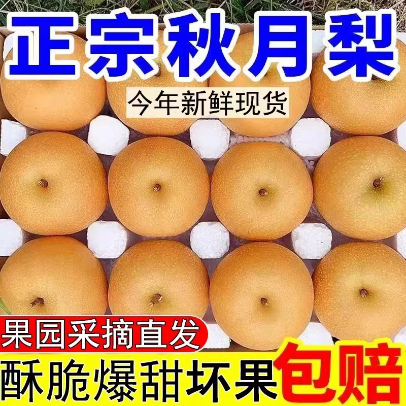 正宗山东莱阳秋月梨大果当季新鲜水果羊脂梨子