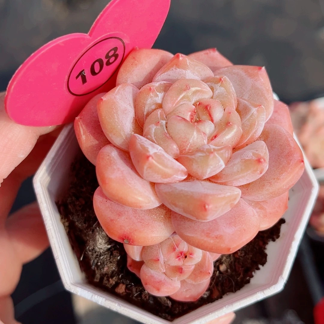 108号小老桩糖心双头