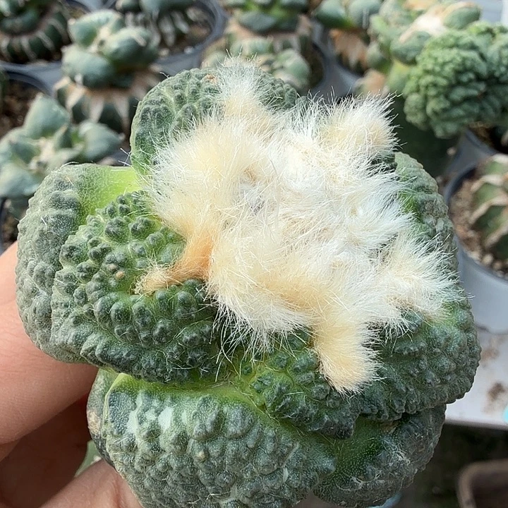 无花朵234苗接菜花牡丹