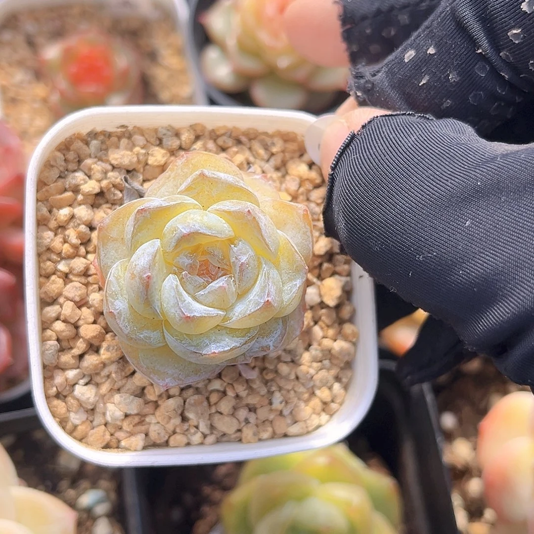 54一物一拍   糯米