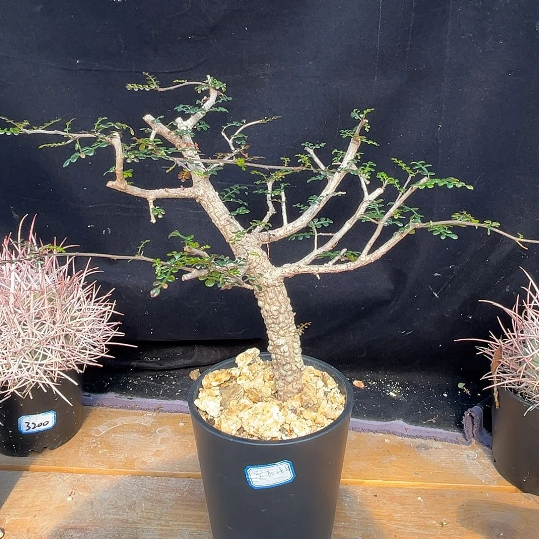 汤圆植物裂加漆树