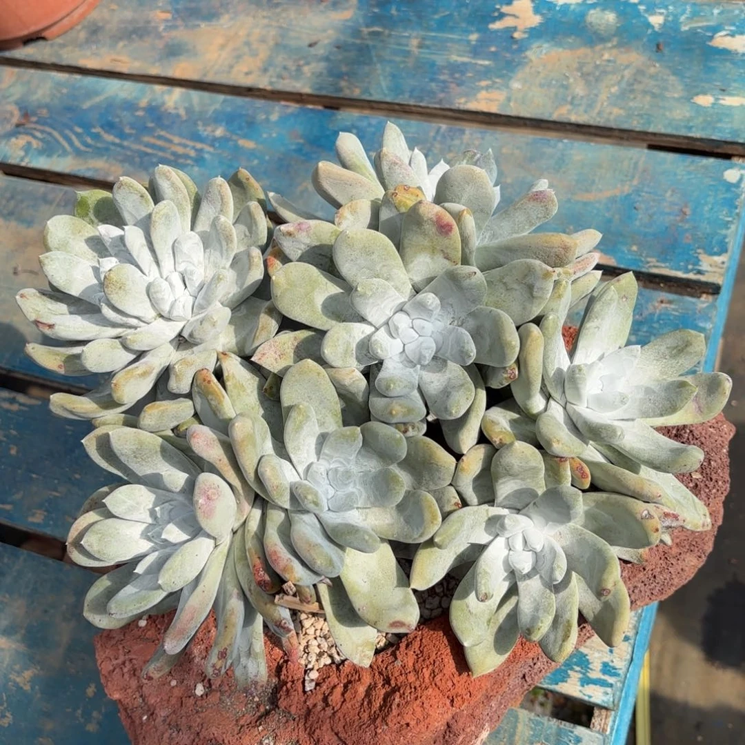 大型种拇指，仙女杯多肉