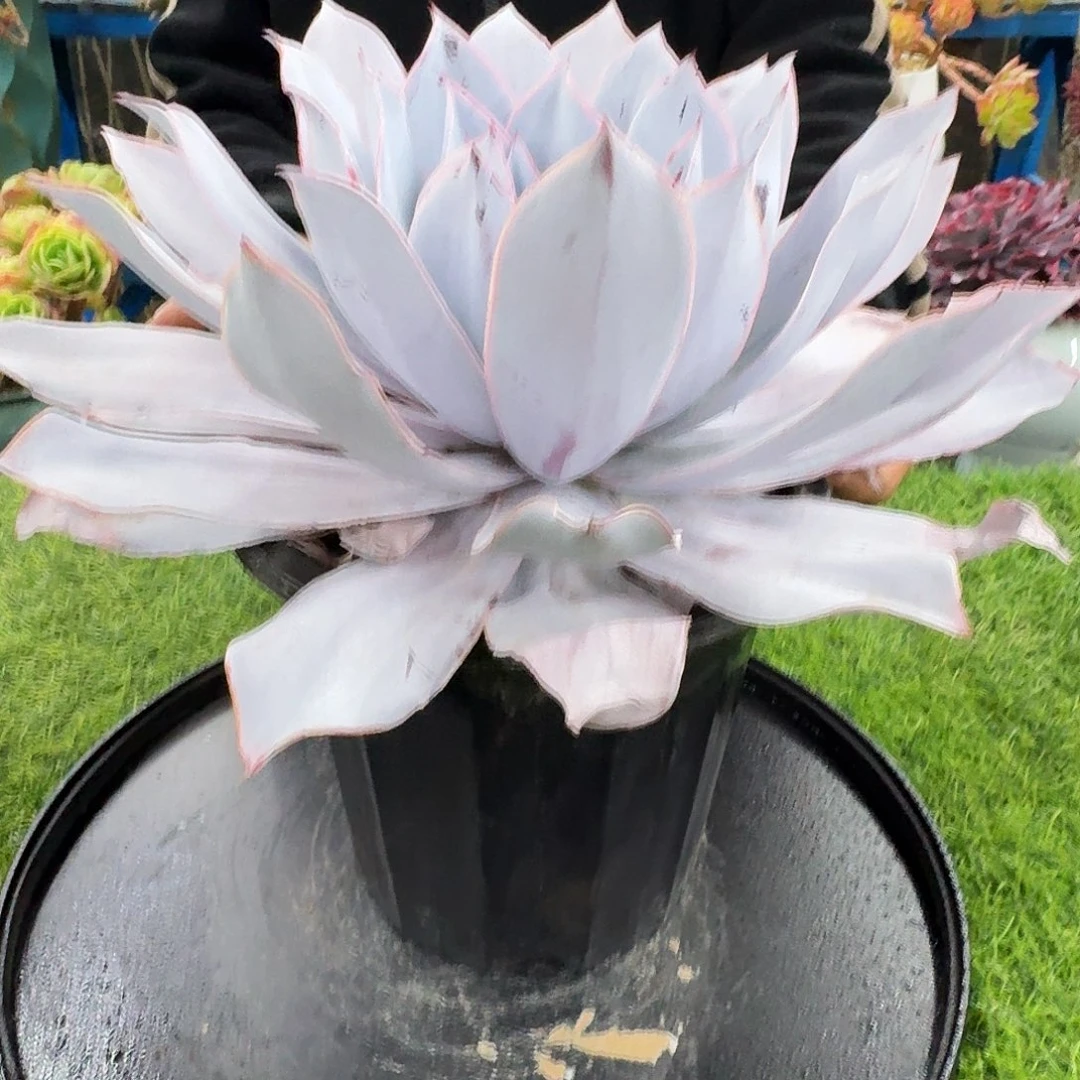 多肉植物一物一拍不带盆发货