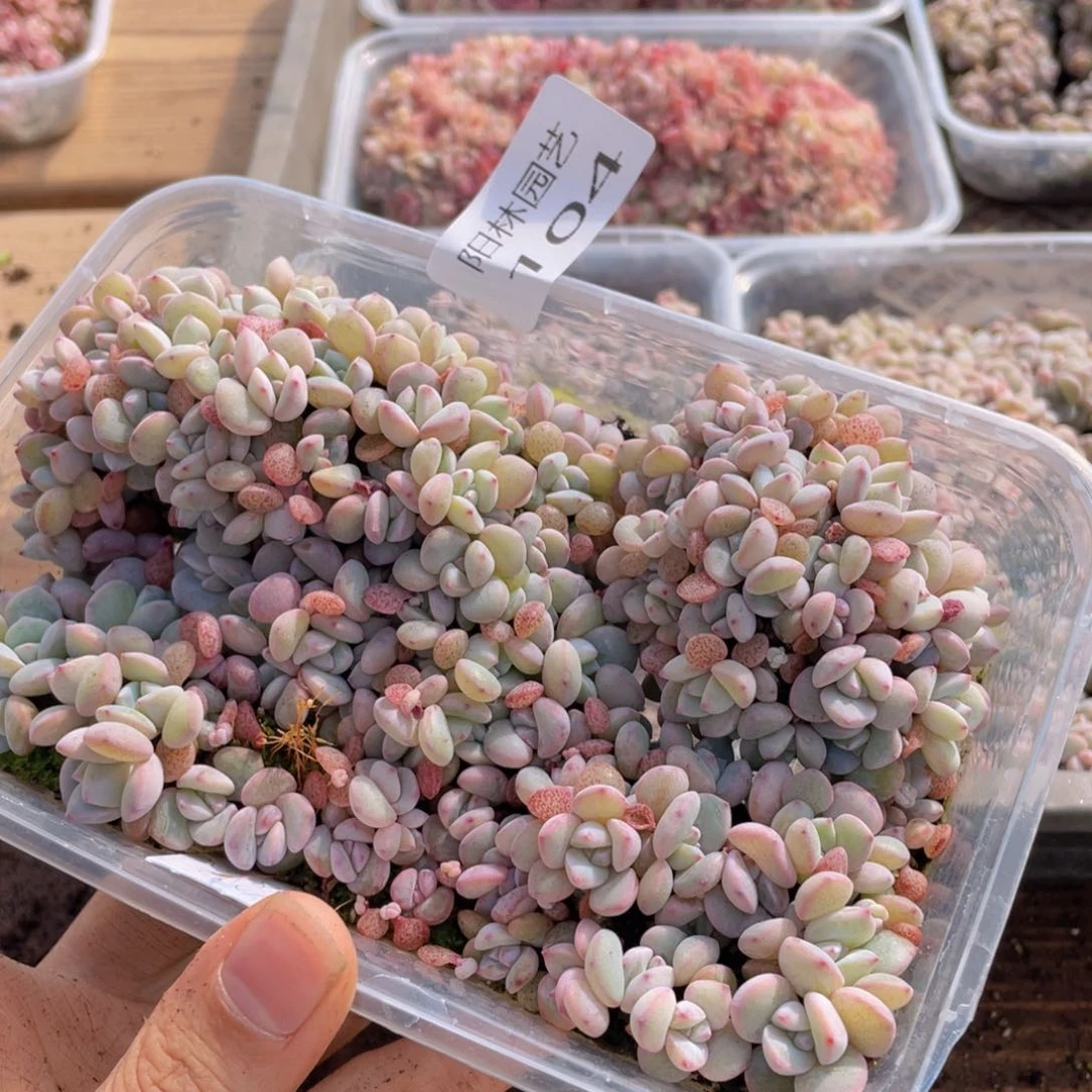 白*子多肉植物多肉植物104