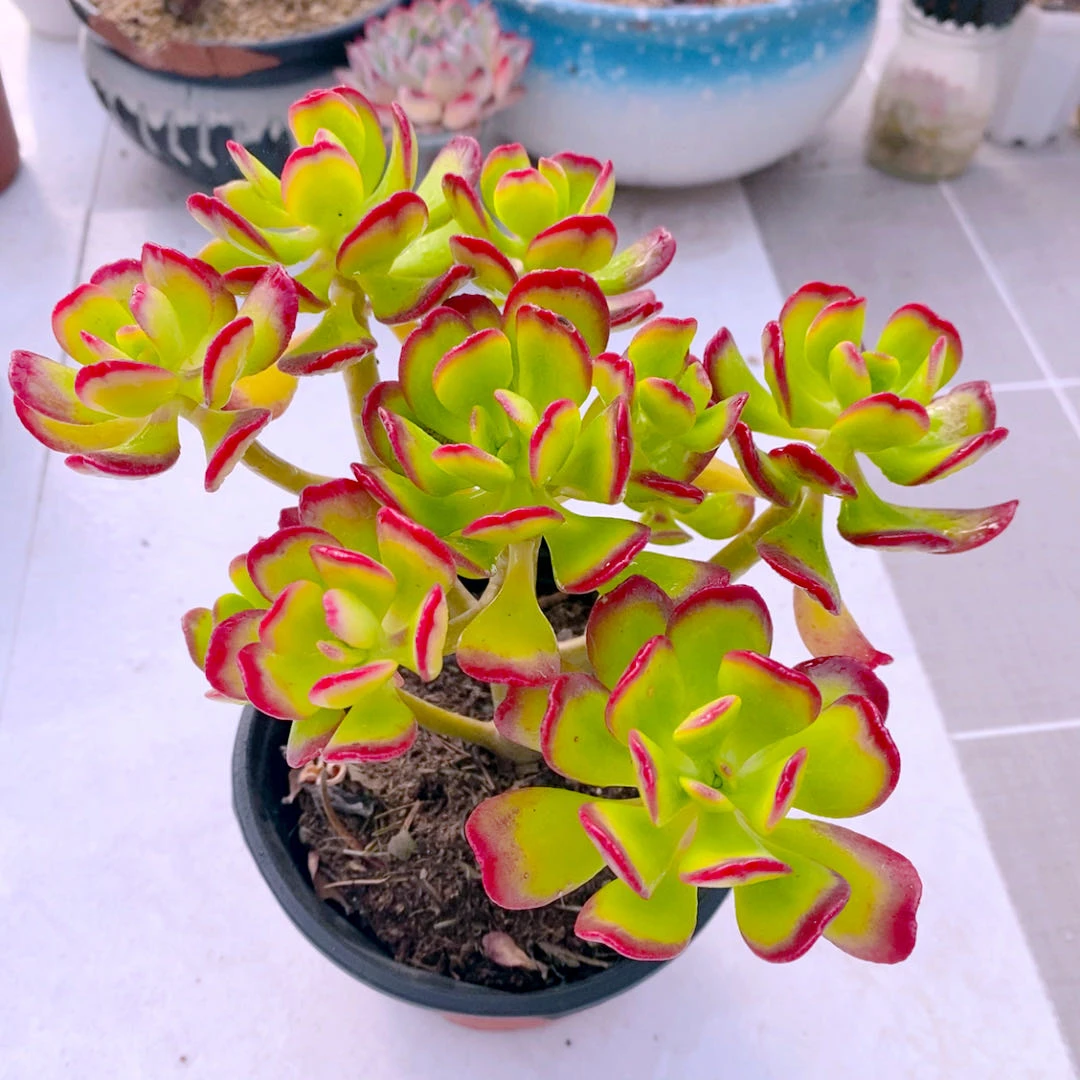 多肉植物西瓜宝珠120