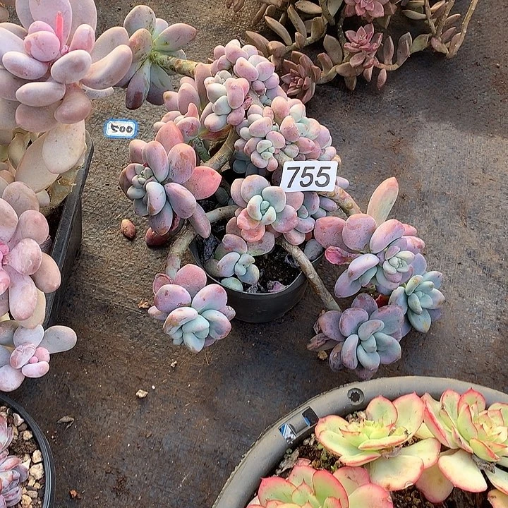 755洛神 一物一拍多肉