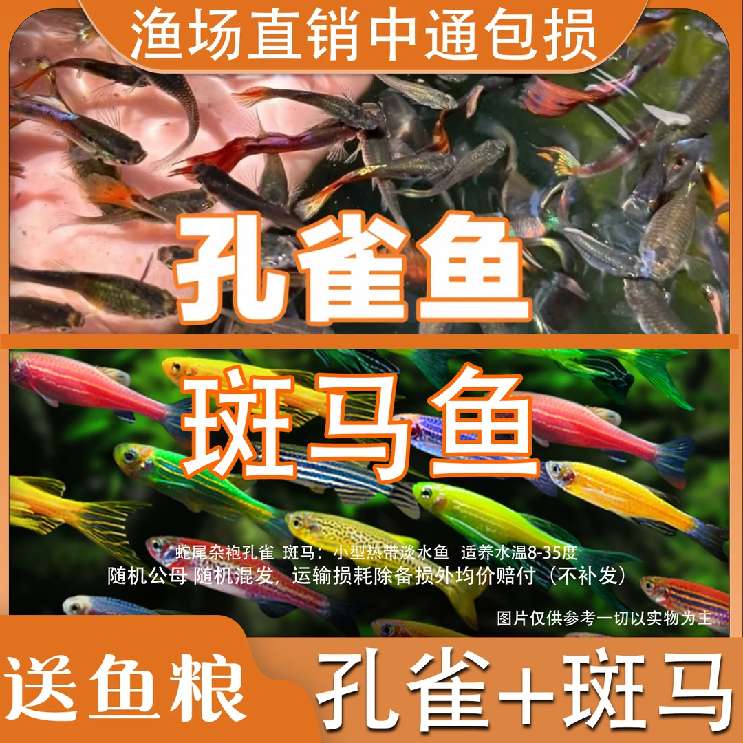 【孔雀+斑马卵胎生套餐】小型观赏冷水热带淡水糖果斑马加米奇鱼混