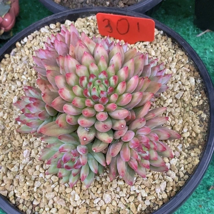 是你给她讲好没有呀