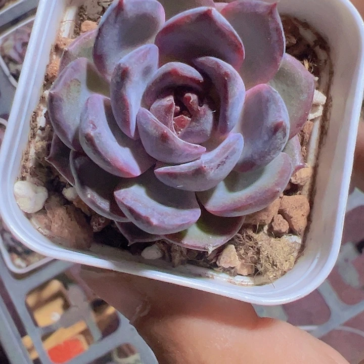 黑橙精品多肉植物大战