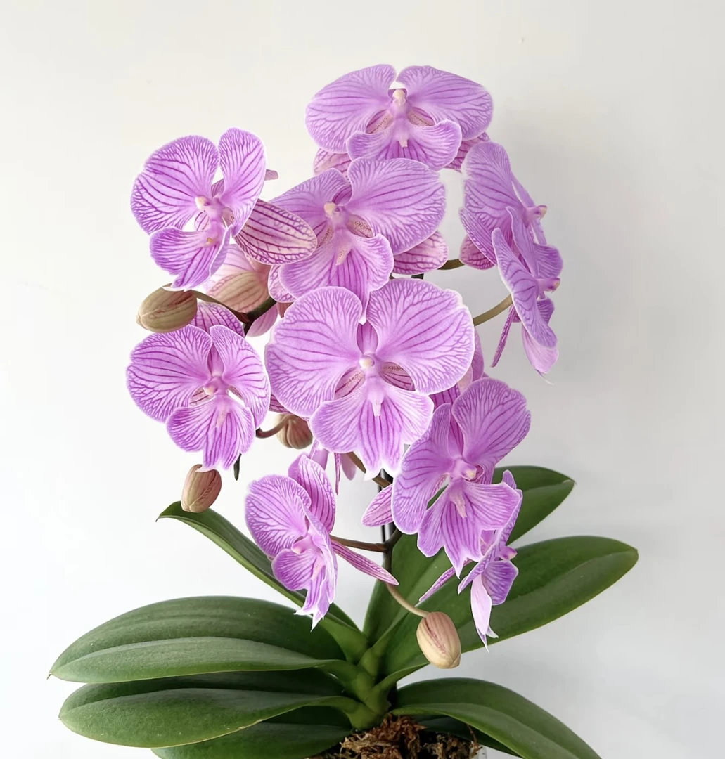 【花间集】曼塔朗布隆蝴蝶兰3.0寸杯不带剑根可以苗子皮实好养