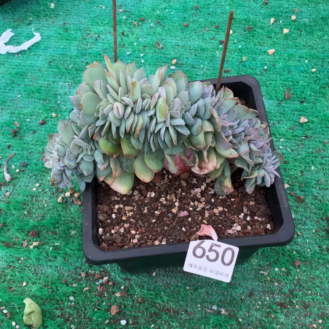 650白凤缀多肉植物