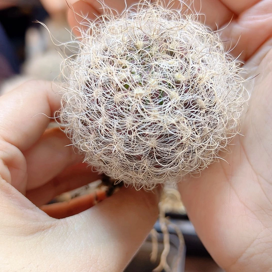 实生银翁玉含刺5公分1颗