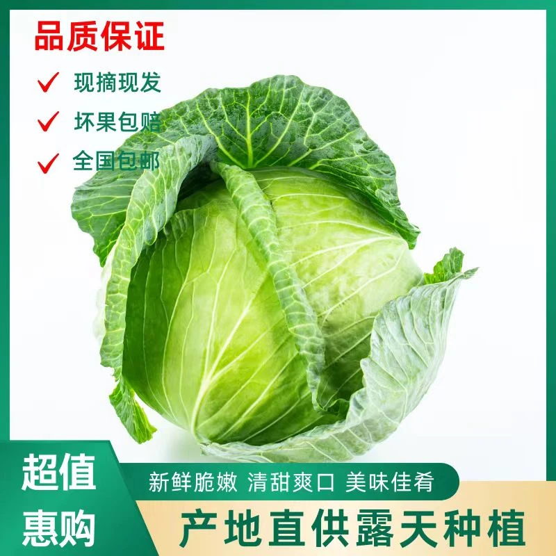 新鲜包菜卷心菜甘蓝莲花白时令蔬菜5斤/9斤包邮
