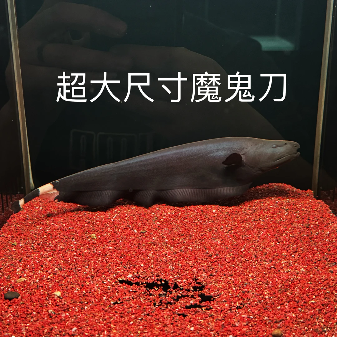 热带淡水魔鬼刀羽毛刀鱼好养耐活可作观赏宠物鱼