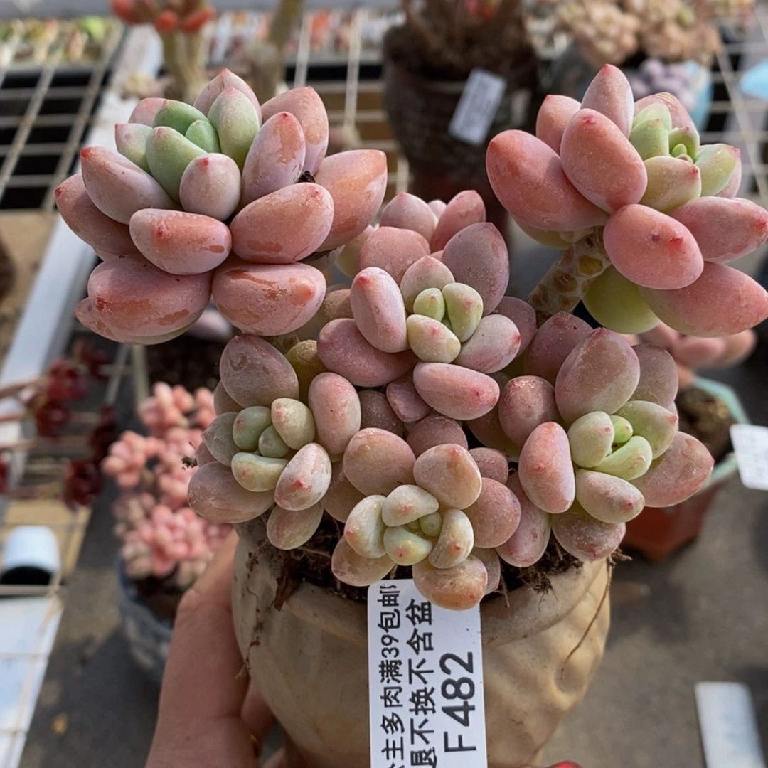 樱花洛神482/10c m