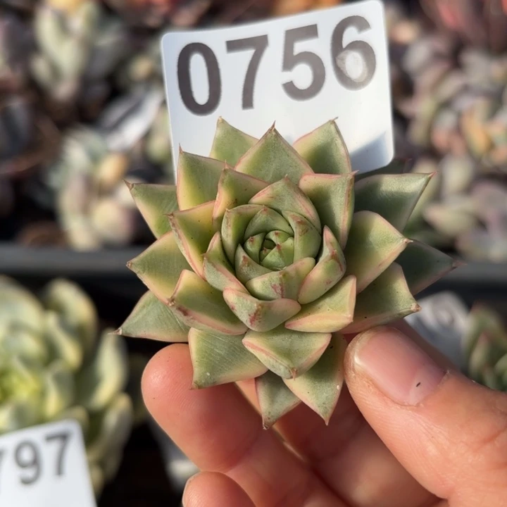 头盖锦多肉植物满18包邮当场凑单