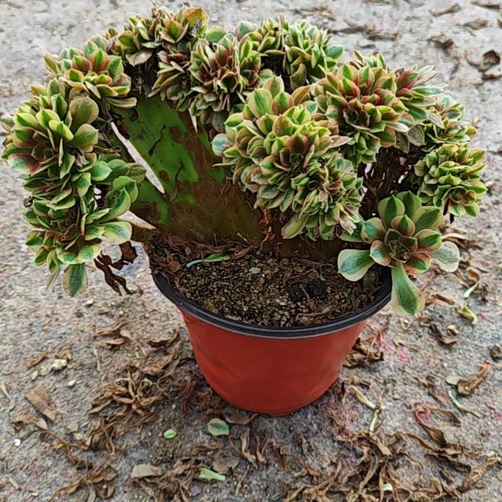 3849洛神缀法师多肉植物