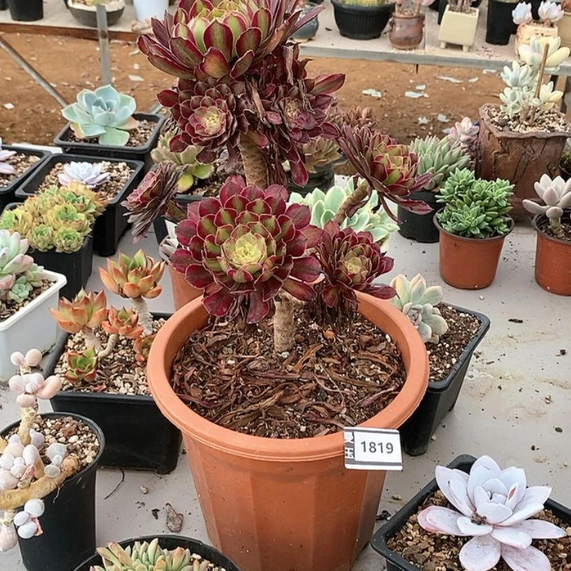【闪购商品】茉*～法师1819