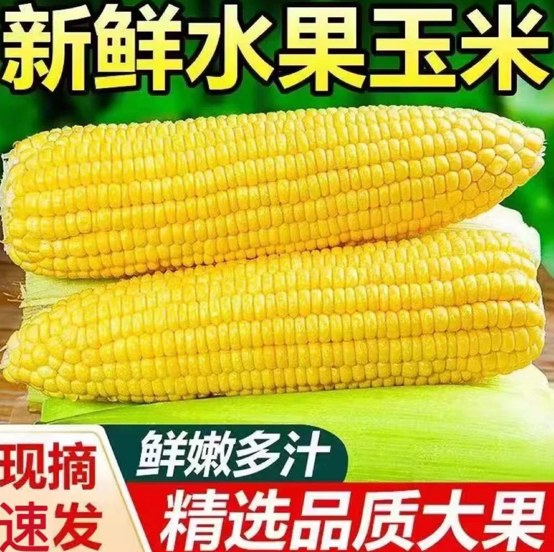 【4-5斤】正宗黄金水果玉米鲜玉米可生吃农家嫩苞谷甜玉米现摘A
