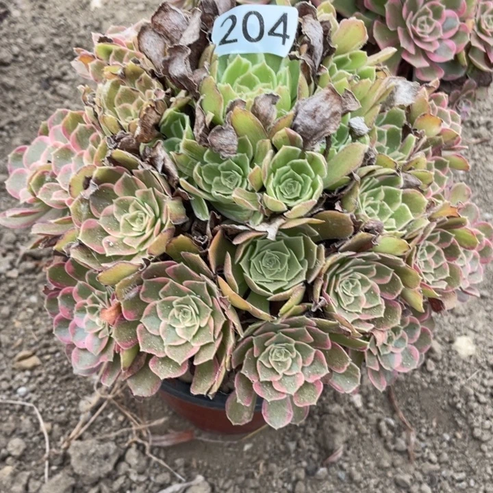无花朵204多肉植物安娜