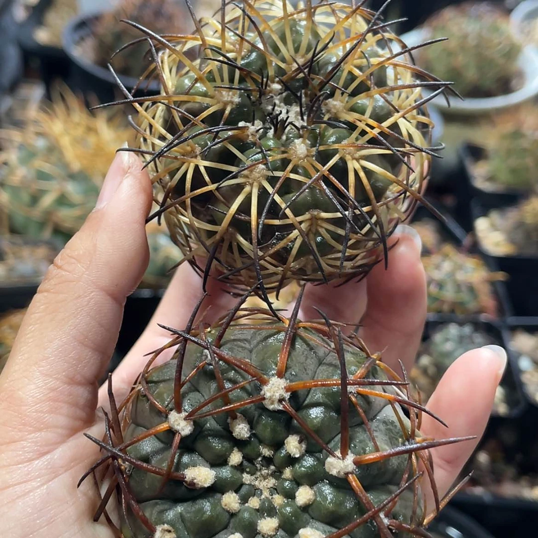 【闪购商品】组合有根6666