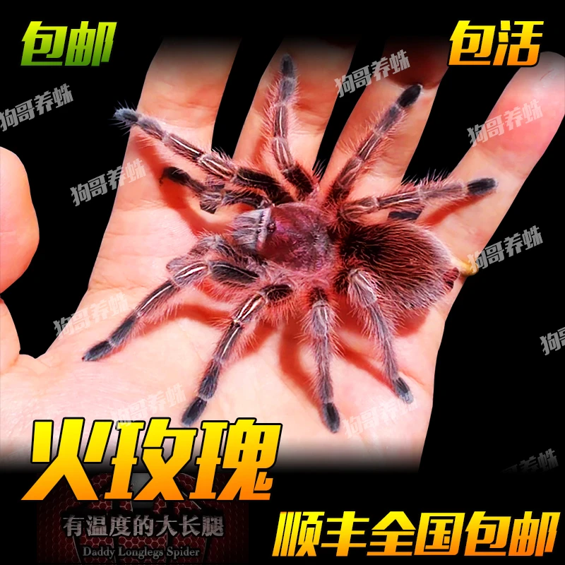 红色 温顺型 可上手 包纯智利火玫瑰蜘蛛宠物