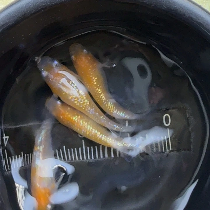 青鳉鱼短体王华49号