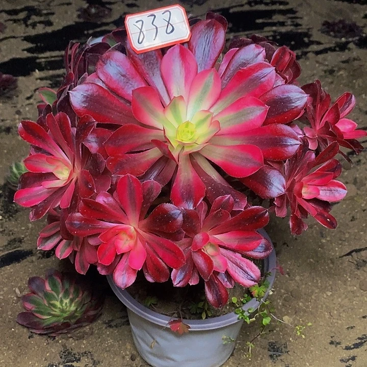 金凤凰老桩捧花838号