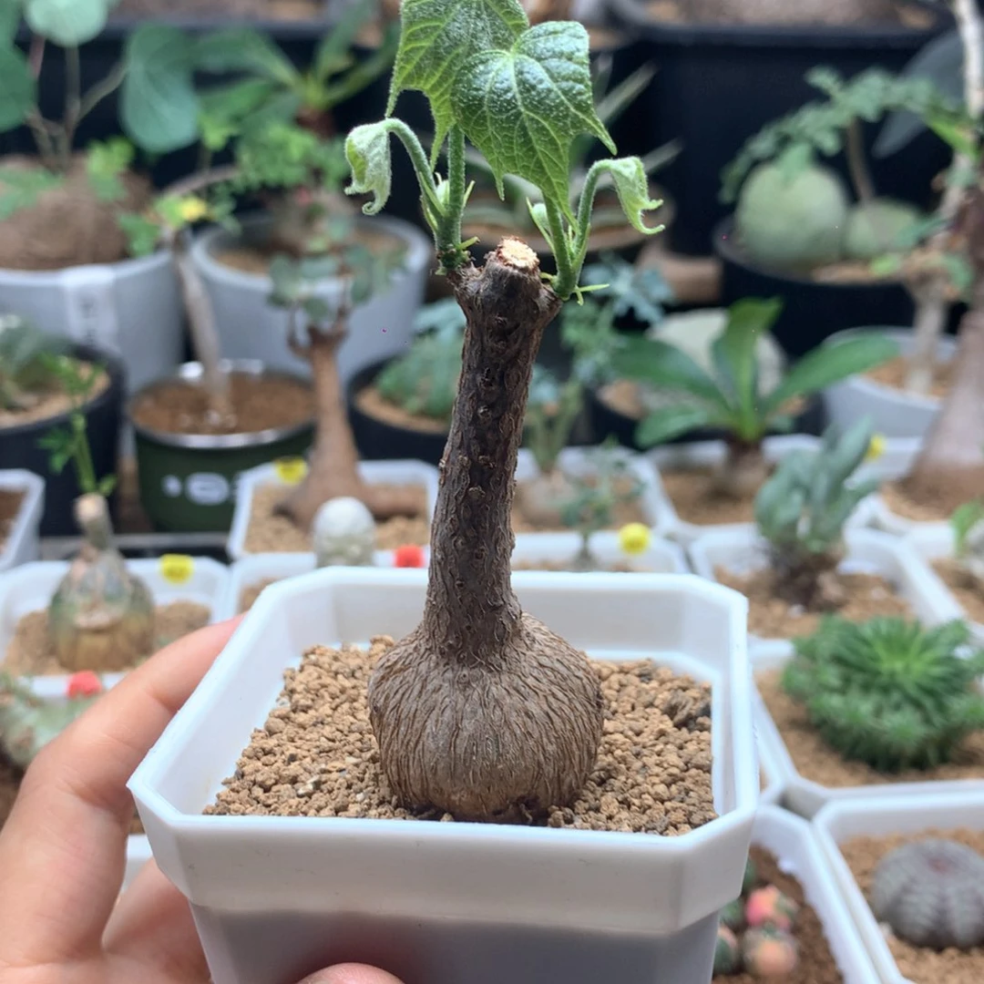 泰国小火桐带盆多肉2.8cm