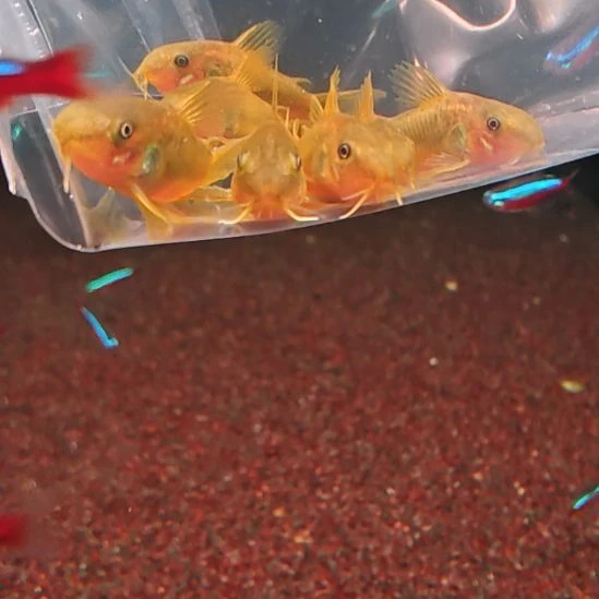 鼠鱼黄体金线3.0-3.5  5只顺丰