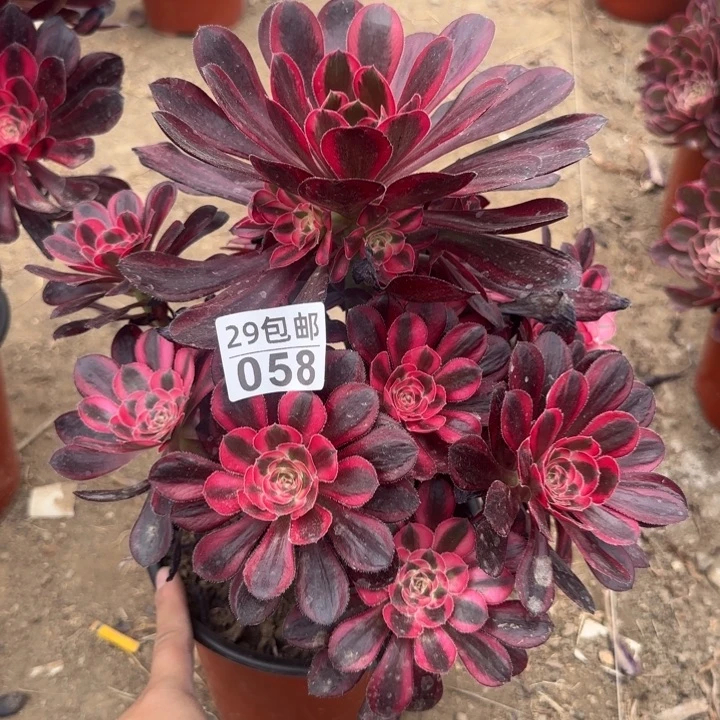 丽娜……多肉植物……