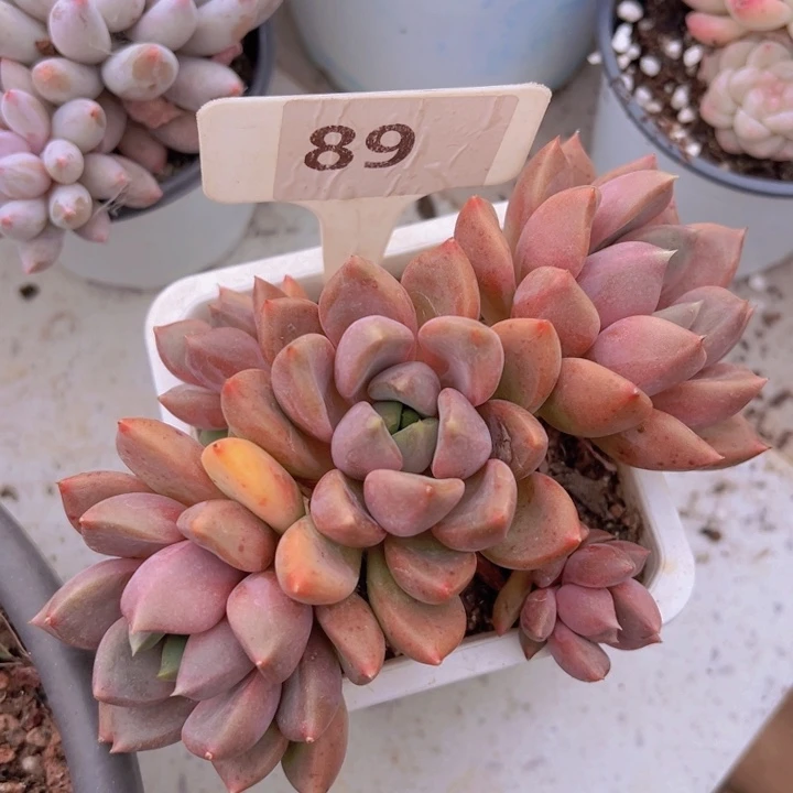 健健康康平平安安