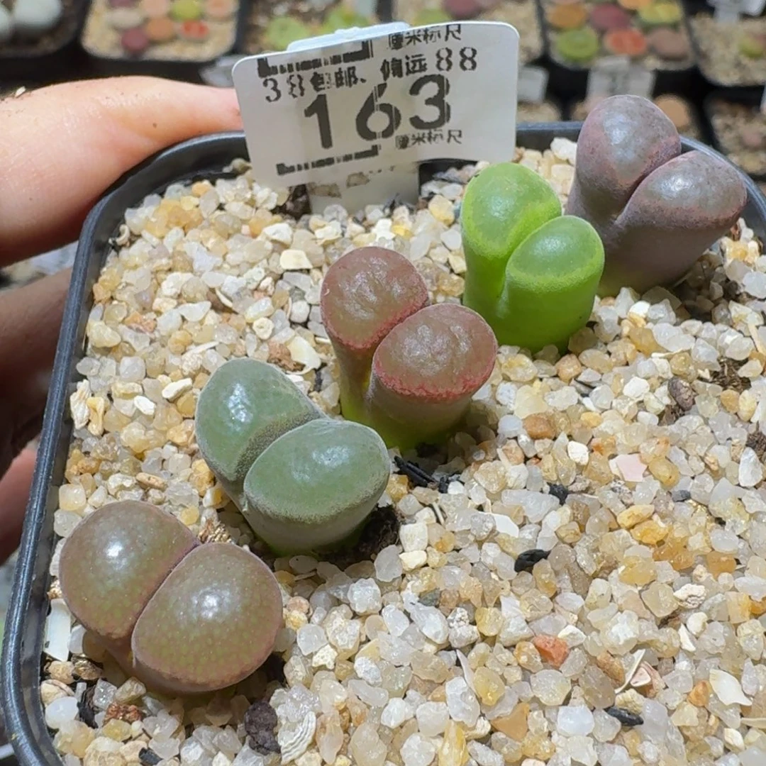 Ssss精品生石花163