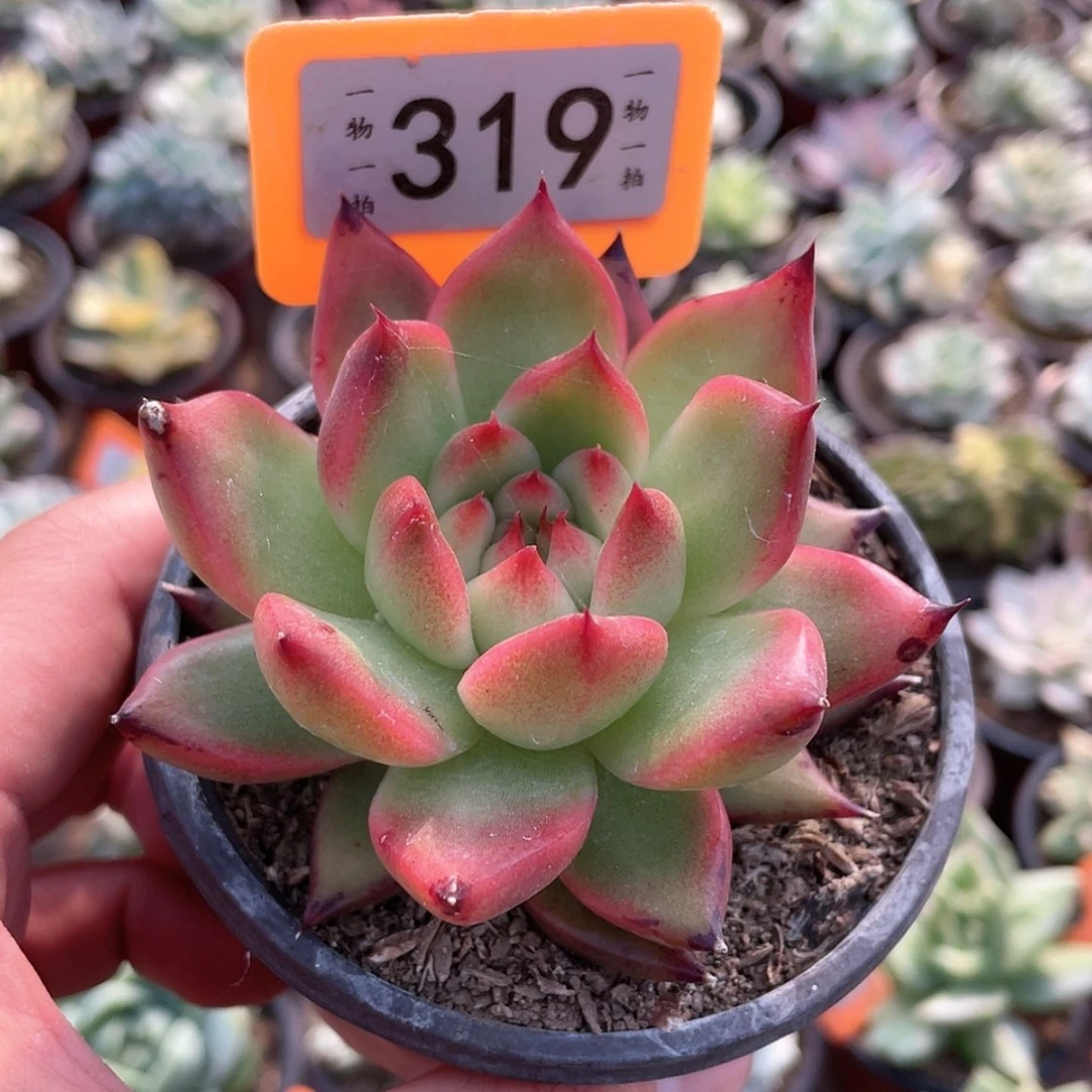 【闪购商品】无花朵319