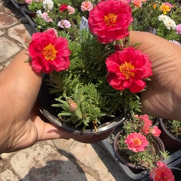 无花朵量拍比中国红超小苗盆口10cm