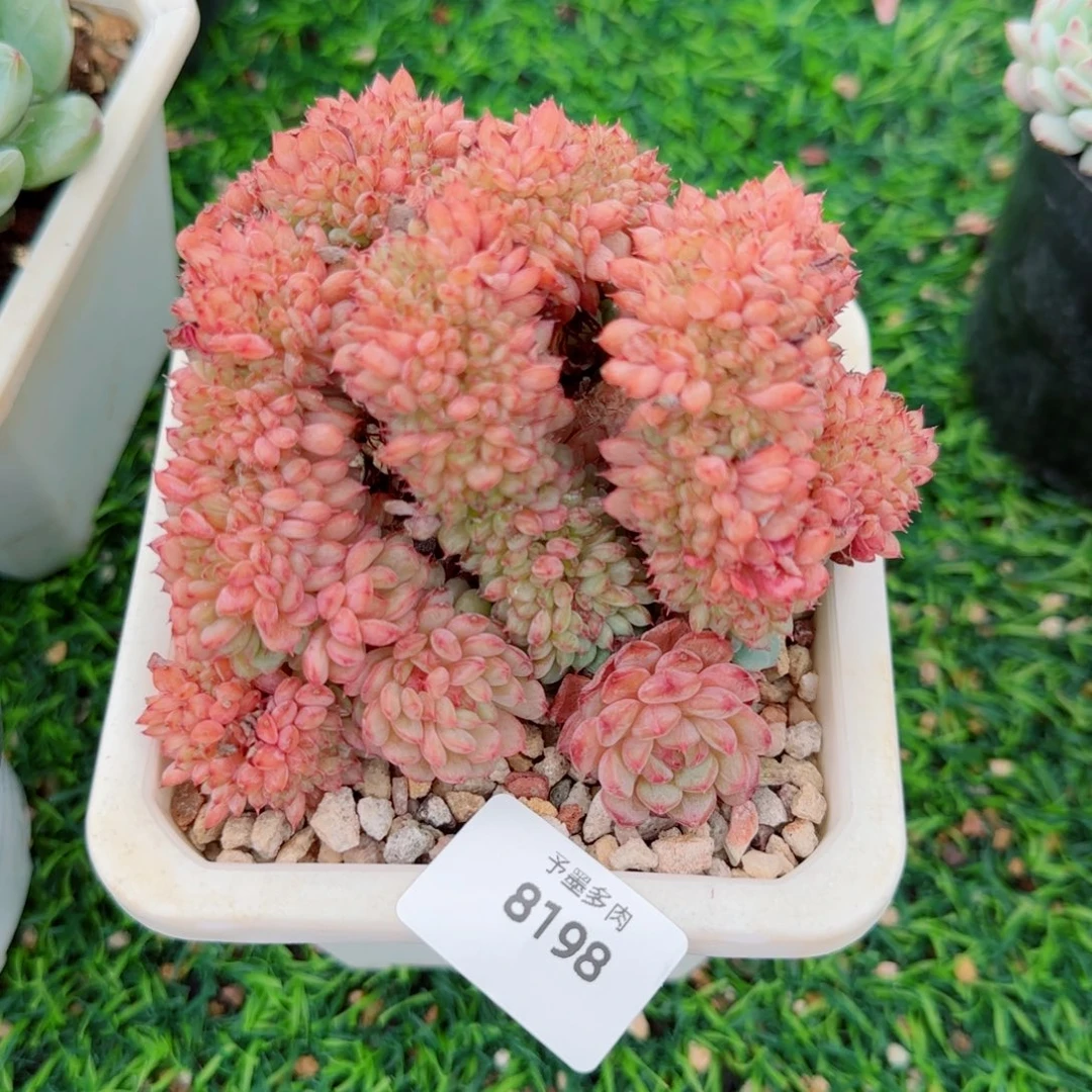 桉***桉白胖子，8198多肉植物