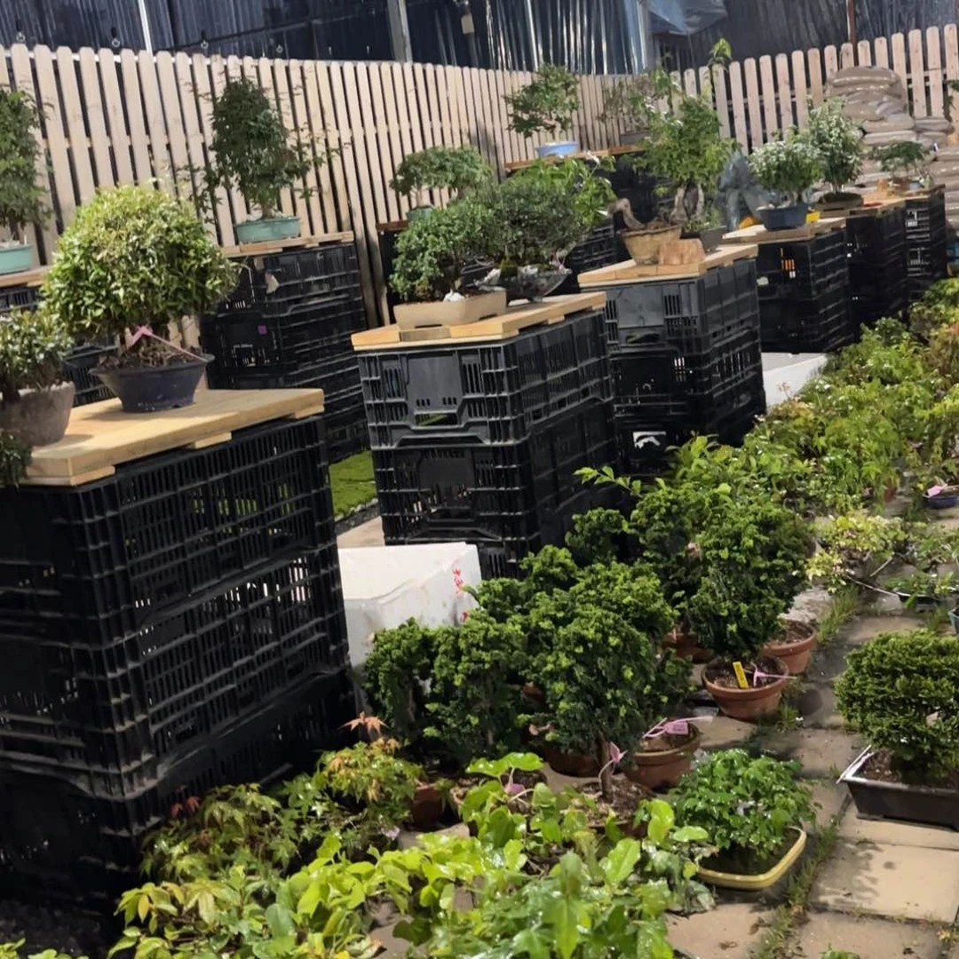 新婚到货一颗不留