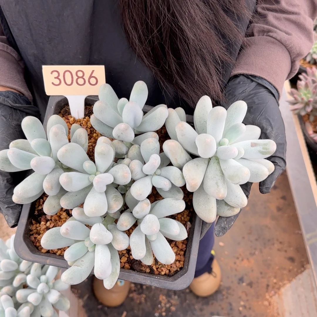 米可奶。  3086号。