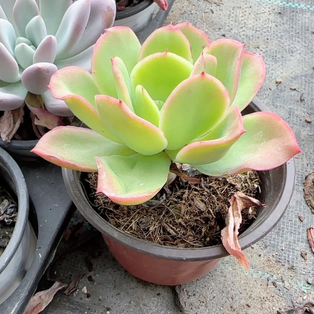 无花朵乔一小单头