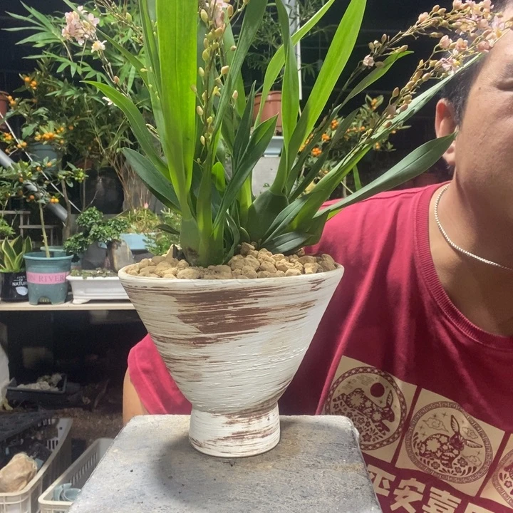 木***棠以实际为准盆景绿植盆栽176