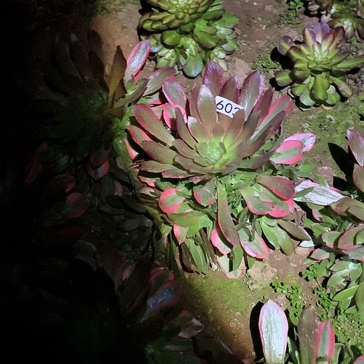 ?**泪多肉植物法师603女妖