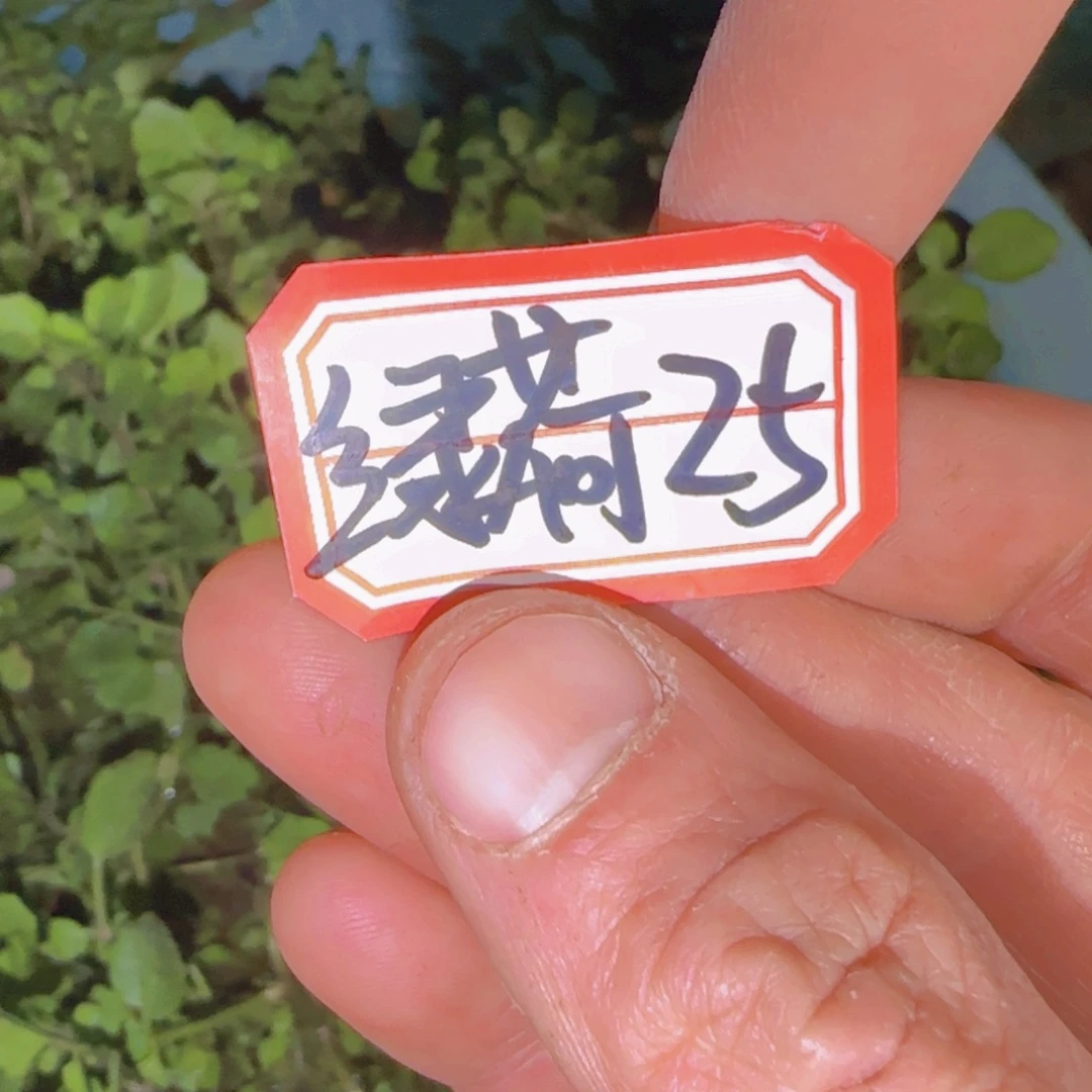 块根植物块根植物