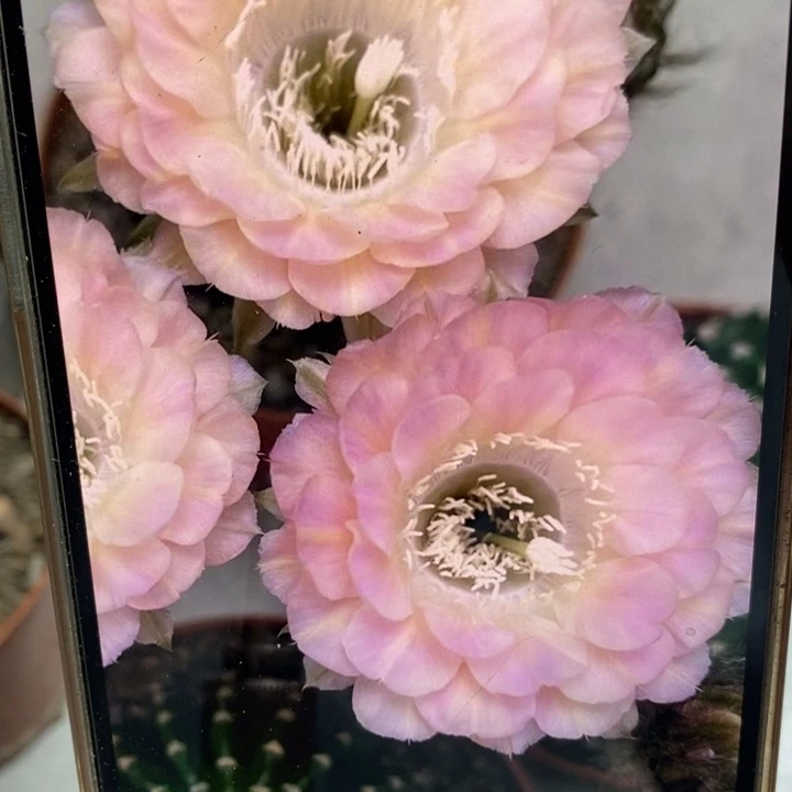 彩草重花有气根侧芽3公分左右