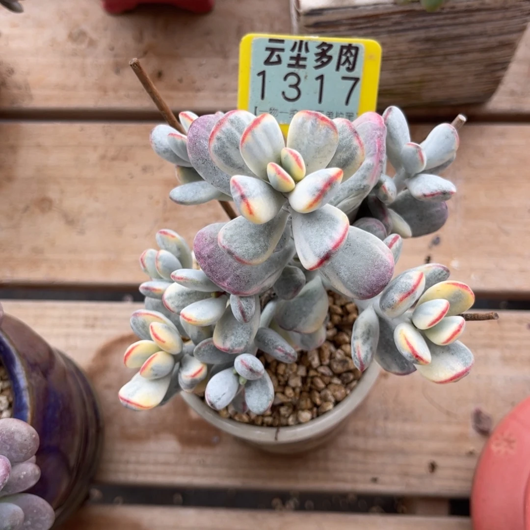 泡***家云尘多肉一物一拍1317不含盆，